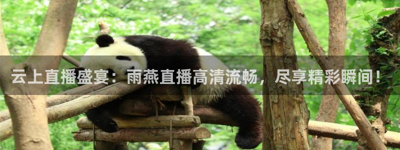 鲸鱼体育直播免费观看：云上直播盛宴：雨燕直播高清流畅，尽享精彩瞬间！